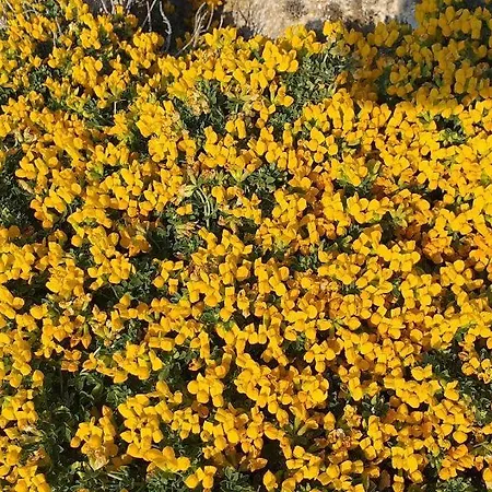 Desi * Cala'N Blanes (Menorca)